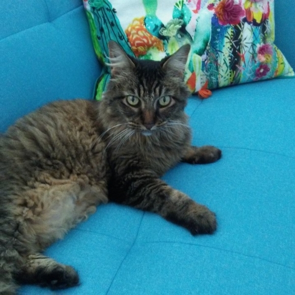 Meet your Posher, Cricket - Picture 5 of 7